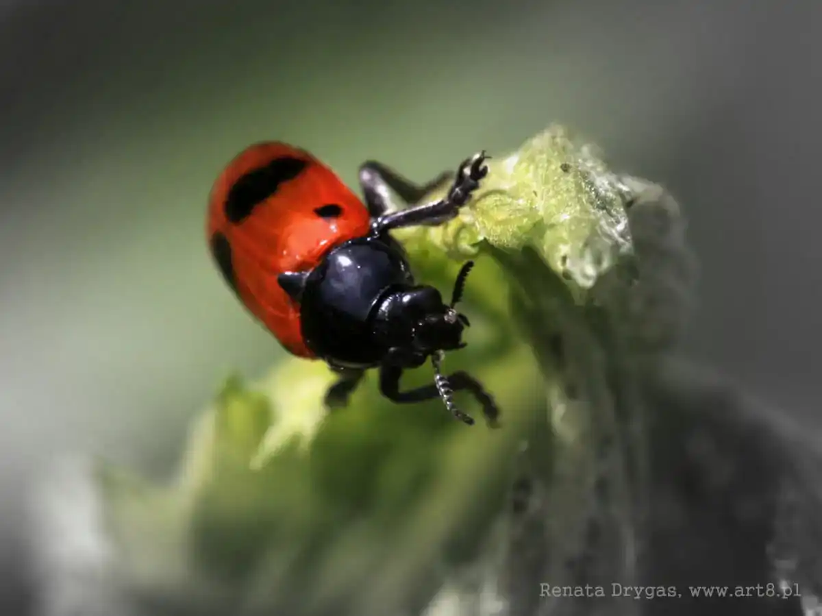 Fotografia - makrofotografia