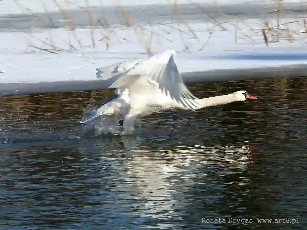 Fotografia - pejzaż/przyroda/zwierzęta
