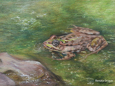 rysunek, technika mieszana, ''Żaba wodna'' 